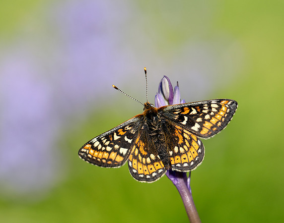 Marsh Fritillary Euphydryas aurinia