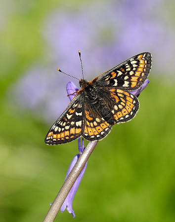 Marsh Fritillary Euphydryas aurinia
