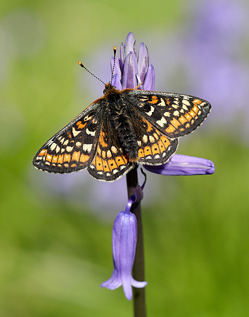 Marsh Fritillary Euphydryas aurinia