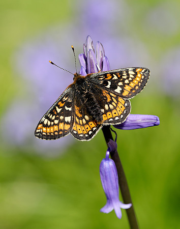 Marsh Fritillary Euphydryas aurinia