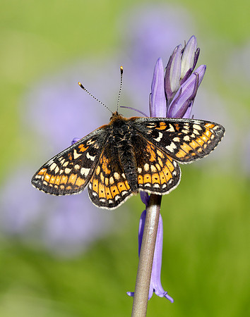 Marsh Fritillary Euphydryas aurinia