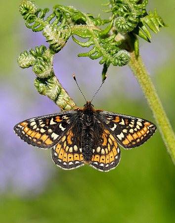 Marsh Fritillary Euphydryas aurinia