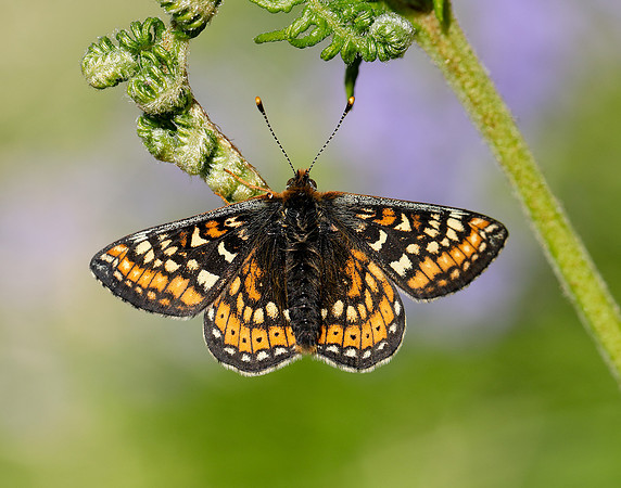 Marsh Fritillary Euphydryas aurinia