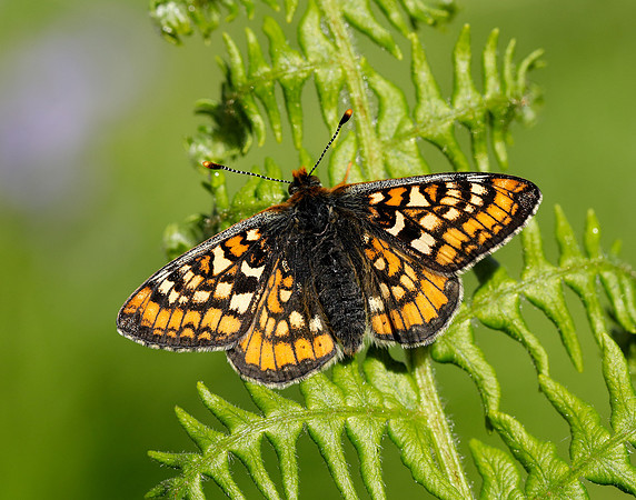 Marsh Fritillary Euphydryas aurinia