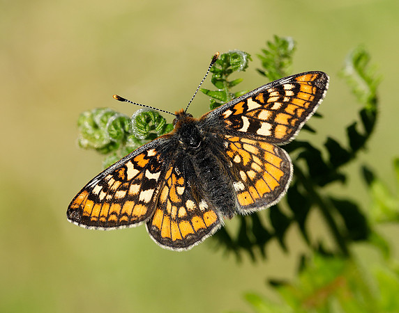 Marsh Fritillary Euphydryas aurinia