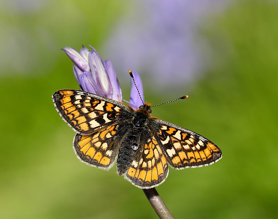 Marsh Fritillary Euphydryas aurinia