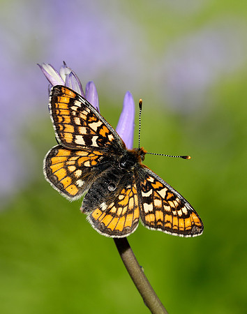 Marsh Fritillary Euphydryas aurinia