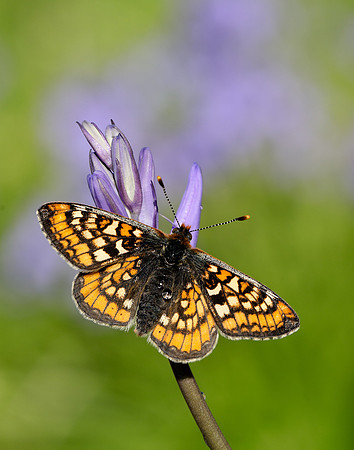 Marsh Fritillary Euphydryas aurinia