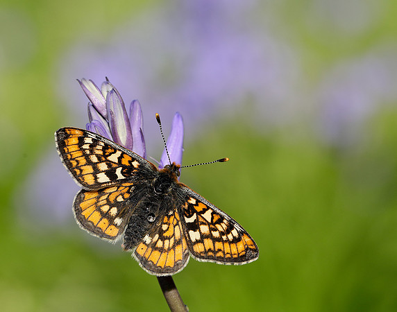 Marsh Fritillary Euphydryas aurinia