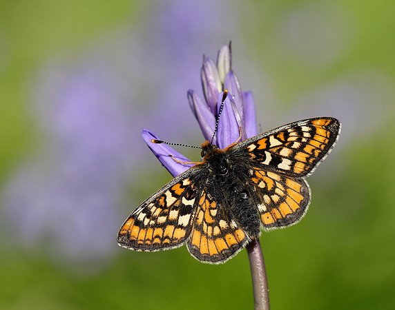 Marsh Fritillary Euphydryas aurinia