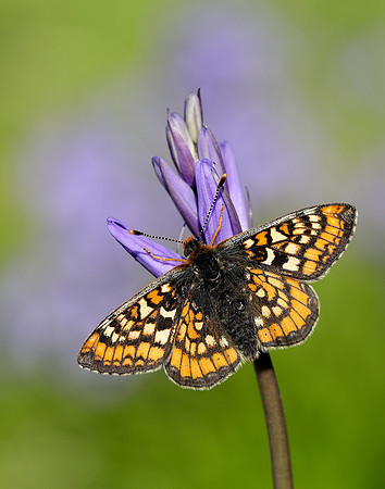 Marsh Fritillary Euphydryas aurinia