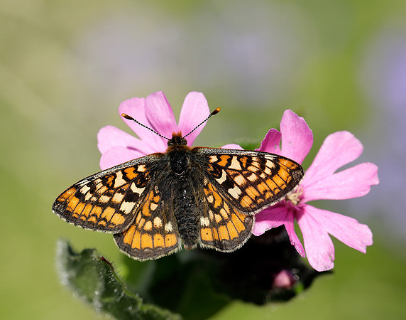 Marsh Fritillary Euphydryas aurinia