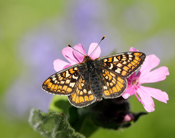 Marsh Fritillary Euphydryas aurinia