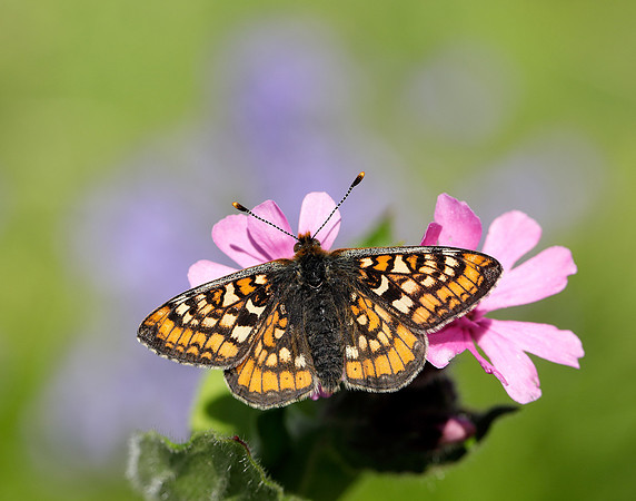 Marsh Fritillary Euphydryas aurinia