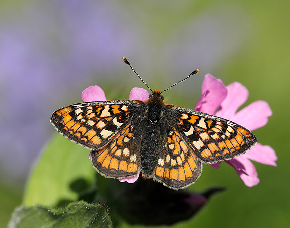 Marsh Fritillary Euphydryas aurinia