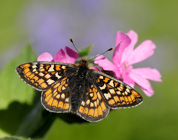 Marsh Fritillary Euphydryas aurinia