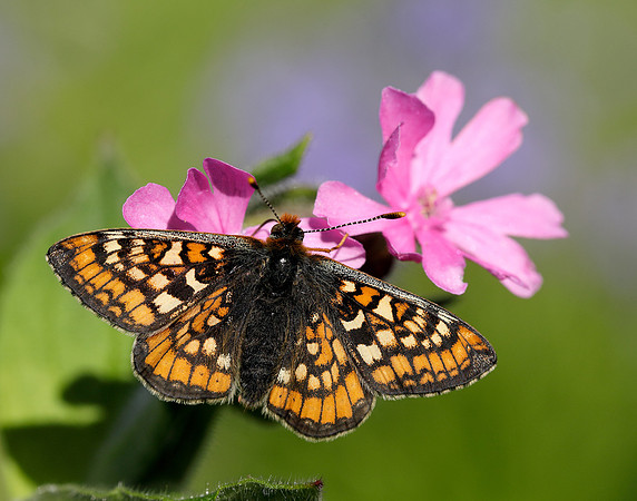 Marsh Fritillary Euphydryas aurinia
