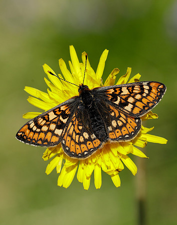 Marsh Fritillary Euphydryas aurinia