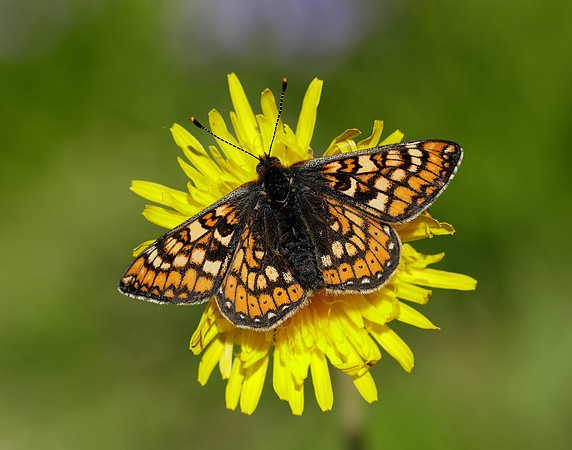 Marsh Fritillary Euphydryas aurinia