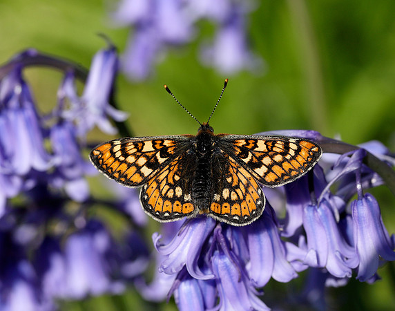 Marsh Fritillary Euphydryas aurinia