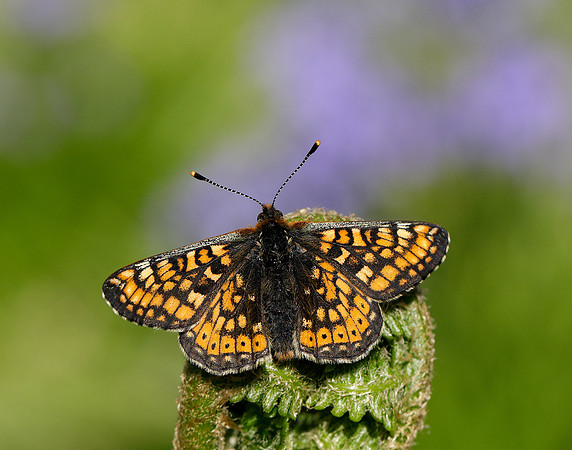 Marsh Fritillary Euphydryas aurinia