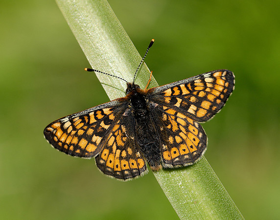 Marsh Fritillary Euphydryas aurinia