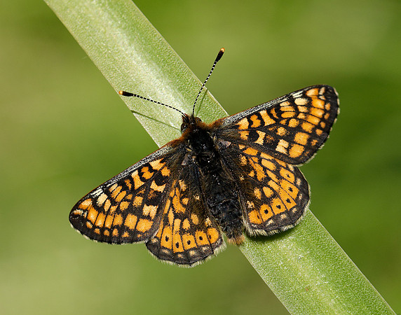 Marsh Fritillary Euphydryas aurinia