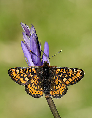 Marsh Fritillary Euphydryas aurinia