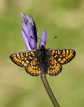 Marsh Fritillary Euphydryas aurinia