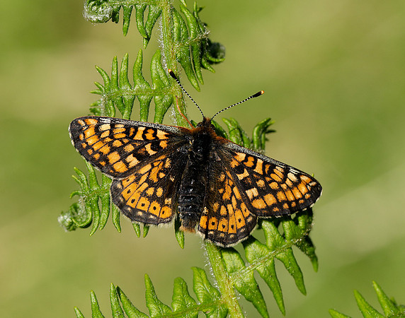 Marsh Fritillary Euphydryas aurinia