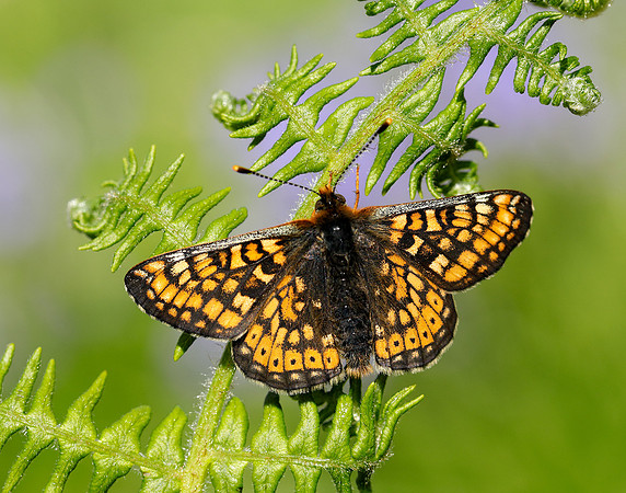 Marsh Fritillary Euphydryas aurinia