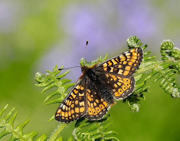 Marsh Fritillary Euphydryas aurinia