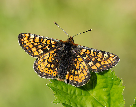 Marsh Fritillary Euphydryas aurinia