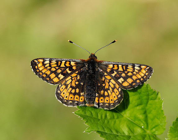 Marsh Fritillary Euphydryas aurinia
