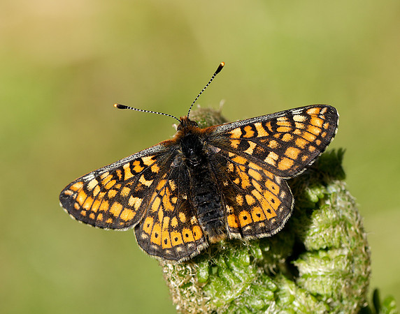 Marsh Fritillary Euphydryas aurinia