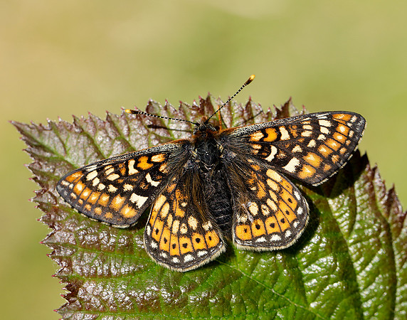 Marsh Fritillary Euphydryas aurinia