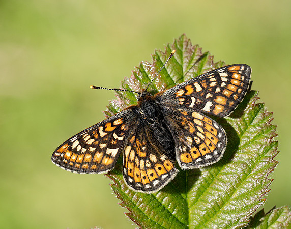 Marsh Fritillary Euphydryas aurinia