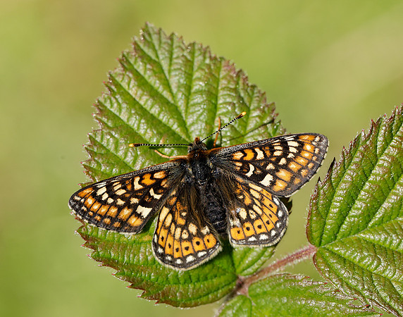 Marsh Fritillary Euphydryas aurinia