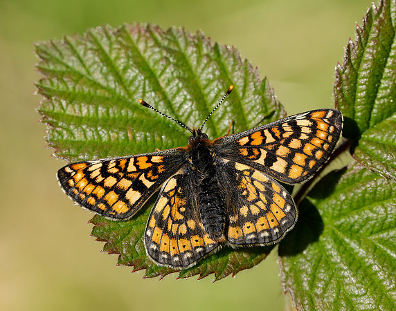 Marsh Fritillary Euphydryas aurinia