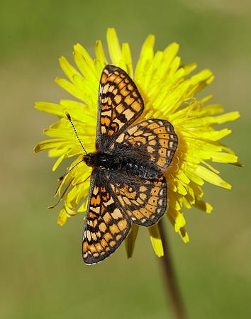 Marsh Fritillary Euphydryas aurinia