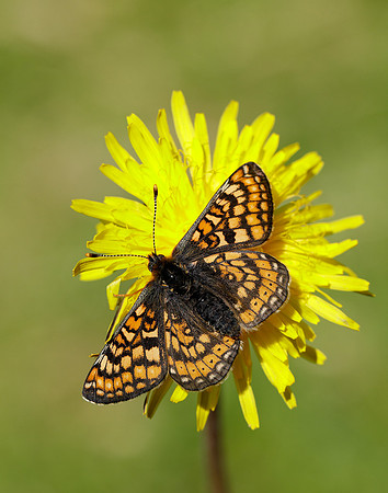Marsh Fritillary Euphydryas aurinia