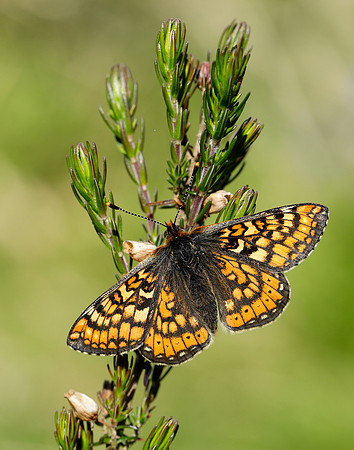 Marsh Fritillary Euphydryas aurinia