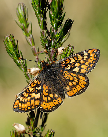 Marsh Fritillary Euphydryas aurinia