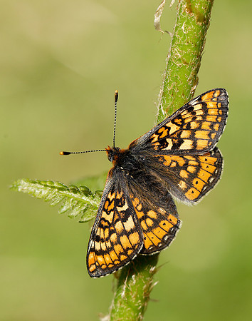 Marsh Fritillary Euphydryas aurinia