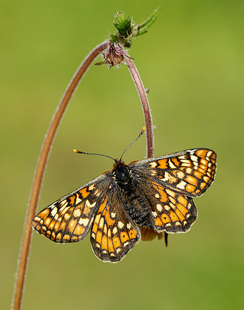 Marsh Fritillary Euphydryas aurinia