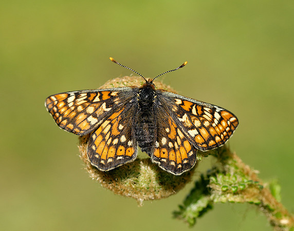 Marsh Fritillary Euphydryas aurinia