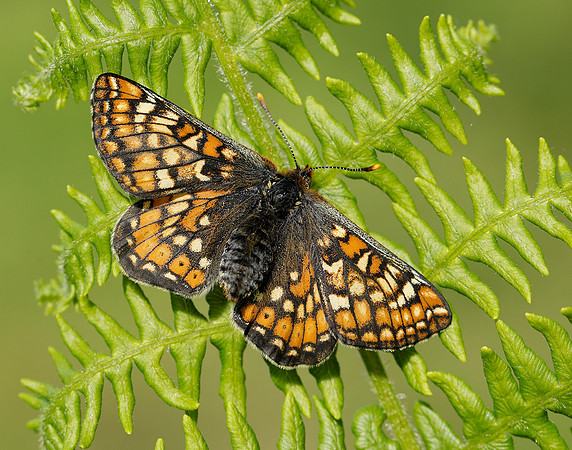 Marsh Fritillary Euphydryas aurinia
