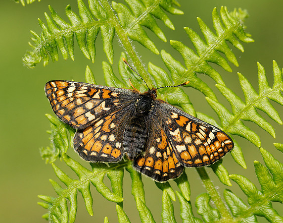 Marsh Fritillary Euphydryas aurinia