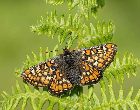 Marsh Fritillary Euphydryas aurinia