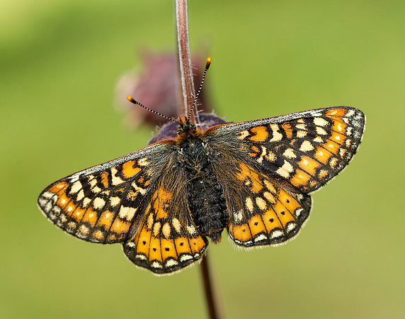 Marsh Fritillary Euphydryas aurinia